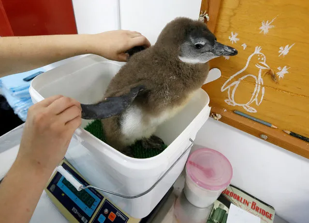 Zoo keeper Darya Zhirnova weighs a two-month-old African penguin chick at the Royev Ruchey zoo in a suburb of the Siberian city of Krasnoyarsk, Russia September 15, 2017. (Photo by Ilya Naymushin/Reuters)