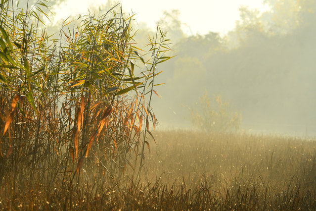 Autumn morning at the Dunavac resort near Novi Sad, Serbia on October 27, 2024. (Photo by Nenad Mihajlovi/Tanjug)