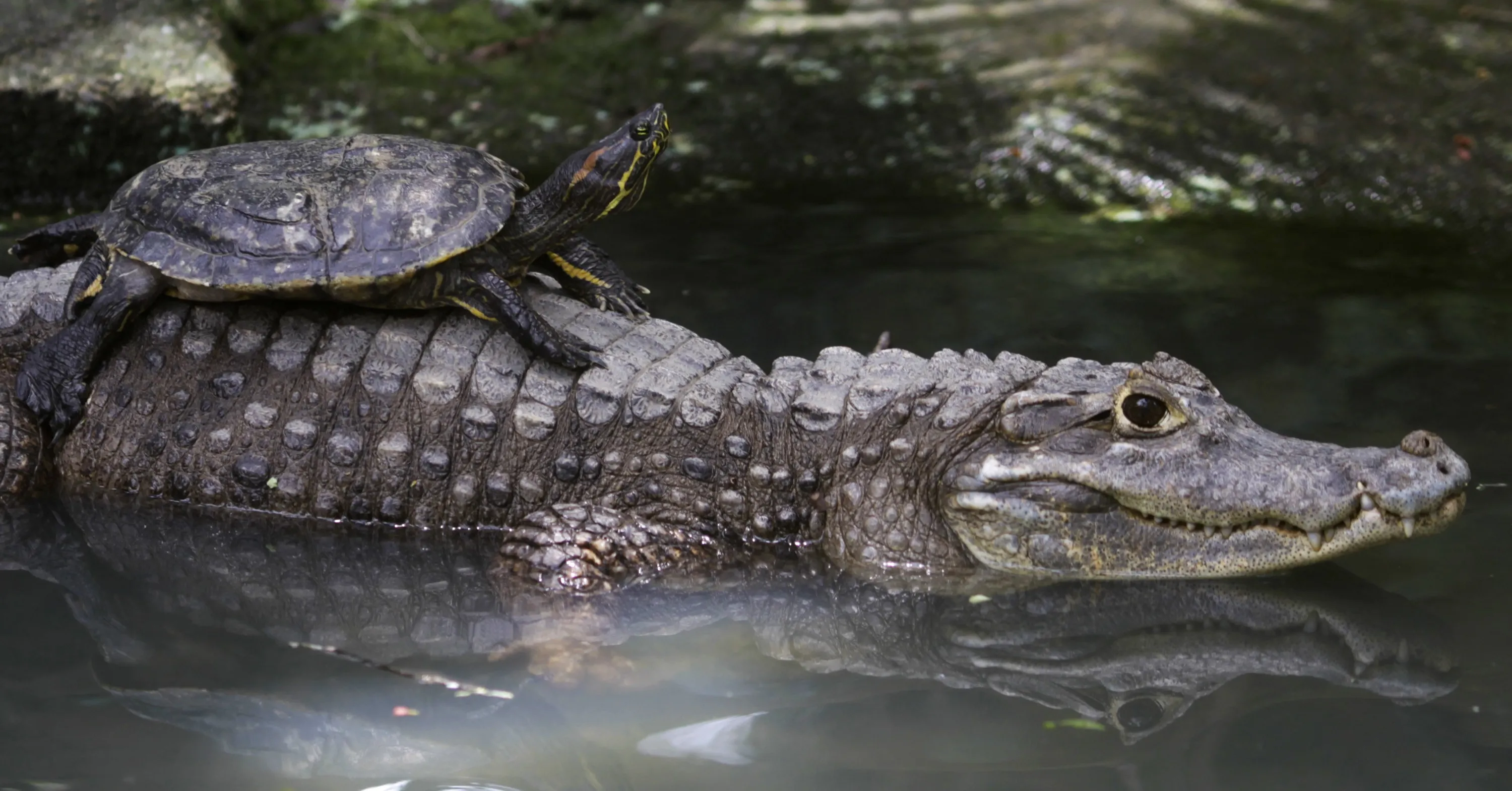 Нильский крокодил относится к пресмыкающимся. Черепаха Аллигатор. Пресмыкающиеся крокодил. Крокодил и черепаха. Рептилии крокодилы.