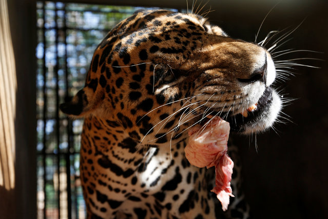 A jaguar chews a piece of meat the Paraguana zoo in Punto Fijo, Venezuela July 22, 2016. (Photo by Carlos Jasso/Reuters)