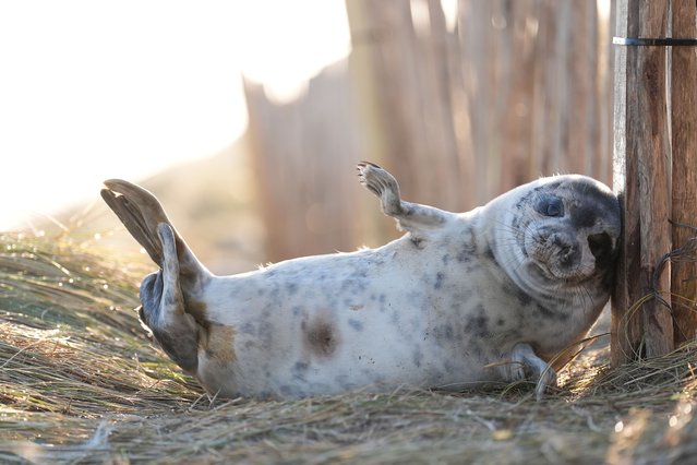 A young grey seal scratches against a post in the dunes at Horsey in Norfolk on Friday, January 3, 2025, as the pupping season draws to a close at one the UK's most important sites for the mammals. Wardens from the Friends of Horsey Seals have done their final count and announced 3246 pups have been born this season. (Photo by Joe Giddens/PA Images via Getty Images)