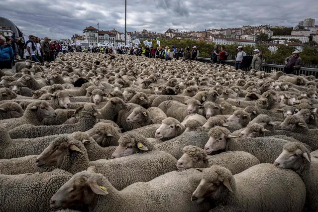 French breeders demonstrate with their animals in Lyon on October 9, 2017 to draw attention to rising wolf attacks on sheep herds and against the agriculture ministry' s 2018-2023 “wolf plan”. France' s agriculture ministry has said it wants to stop the attacks, though it has not said how. Its new “wolf plan” is set to be negotiated and put into place from early 2018. (Photo by Jean-Philippe Ksiazek/AFP Photo)