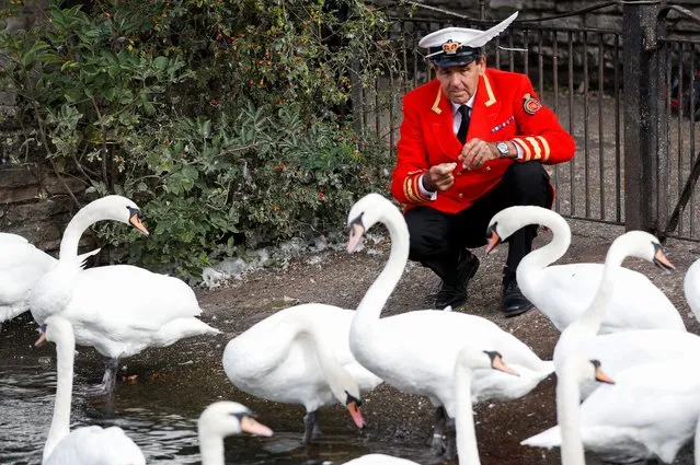 The Royal Swan Marker David Barber feeds swans by the River Thames, following the death of Britain's Queen Elizabeth, in Windsor, Britain on September 12, 2022. (Photo by Peter Nicholls/Reuters)