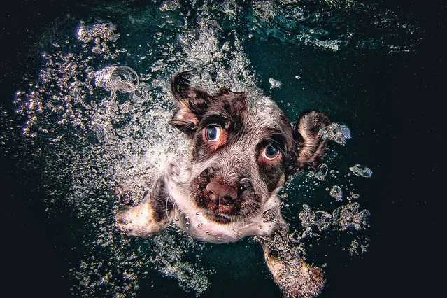 “Underwater Puppies”: Gracie. (Photo by Seth Casteel)