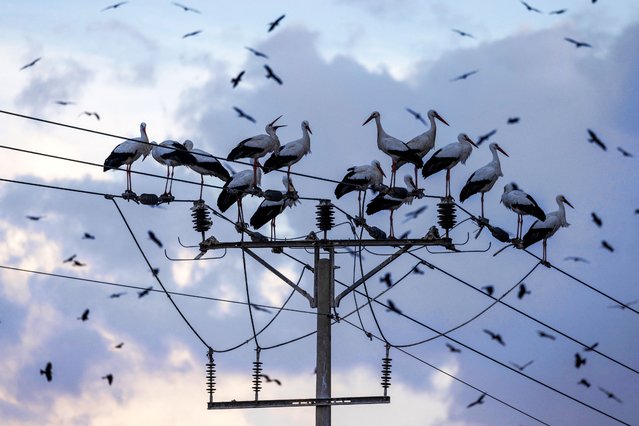 Storks are perched on an electricity pylon at the Tovlan landfill in the Jordan Valley in the West Bank on February 5, 2025. (Photo by Menahem Kahana/AFP Photo)
