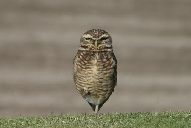 An owl looks out from beside a sand bunker on the Olympic Golf Course during a practice session on August 9, 2016. (Photo by Andrew Boyers/Reuters)