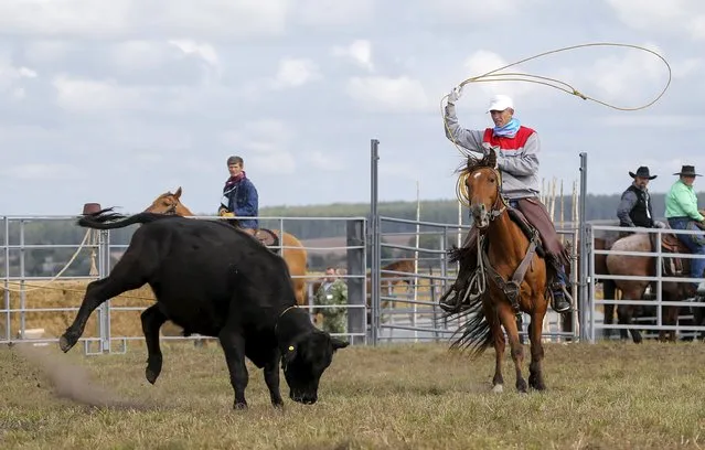 A participant ropes a calf during the Russian Rodeo in the village of Kotliakovo, Bryansk region, southeast of Moscow, Russia, September 12, 2015. (Photo by Maxim Shemetov/Reuters)