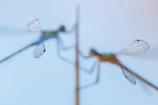 Ross Hoddinott, close to nature category winner: Wing tips, Broxwater, Cornwall. “I’m always looking to capture less conventional close-ups – maybe through creative lighting, use of depth of field or my choice of focus. With this image, I wanted to place the emphasis on the delicacy and design of the damselfly’s wings, so carefully placed my focus on the wingtips. This type of shot is very Marmite – you’ll either love it or hate it!”. (Photo by Ross Hoddinott/British Wildlife Photography Awards 2017)