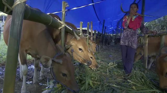 In this image made made from video, cows graze at a shelter in Karangasem, Indonesia, Friday, September 29, 2017. Villagers have been working to save some of Bali's gently-lowing cows, prized for their hardiness and doe-like temperament, from the tropical island's menacing Mount Agung volcano. (Photo by AP Photo)
