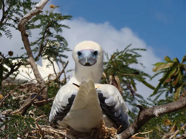 Red-Footed Booby