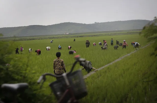 Men and women work in rice fields in Kangwon province, eastern North Korea on Thursday, June 23, 2016. The capital of Kangwon province is Wonsan, which is located along the eastern side of the Korean Peninsula and was one of the cities chosen to be developed into a summer destination for locals as well as tourists. (Photo by Wong Maye-E/AP Photo)