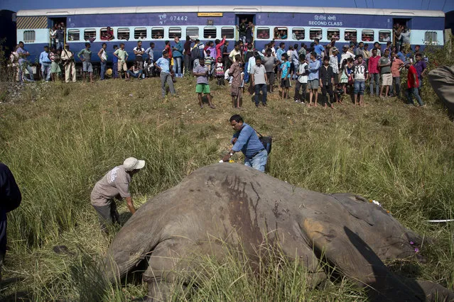 In this November 19, 2017, file photo, a passenger train passes as Indian vets measure the carcass of two endangered Asian elephants that were hit and killed by a passenger train near a railway track in Thakur Kuchi village on the outskirts of Gauhati, Assam state, India. Wildlife warden Prodipta Baruah says the elephants were part of a herd of about 15 that had ventured into the area in search of food before dawn Sunday. (Photo by Anupam Nath/AP Photo)