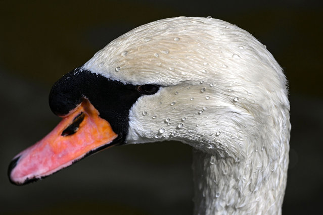 A swan is seen during daily life at Kugulu Park in Ankara, Turkiye on March 188, 2025. (Photo by Muhammed Abdullah Kurtar/Anadolu via Getty Images)