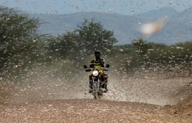 A motorcycle rider tries to protect his eyes as he drives through a swarm of desert locusts at the village of Lorengippi near the town of Lodwar, Turkana county, Kenya, July 2, 2020. Numbers of locusts exploded in East Africa and the Red Sea region in late 2019, exacerbated by atypical weather patterns amplified by climate change. (Photo by Baz Ratner/Reuters)