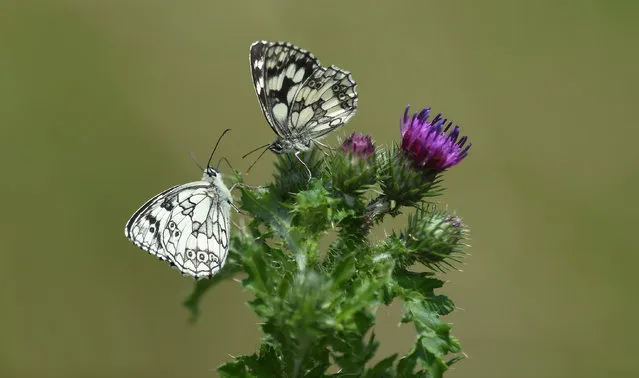 Two butterflys sit on a thistle, on a meadow near Freising, southern Germany, on a sunny June 25, 2020. (Photo by Christof Stache/AFP Photo)