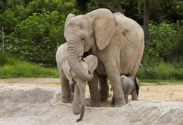 An African elephant calf, which was born at Africam Safari zoo as part of its breeding programme, is seen with its mother at their enclosure, in Valsequillo, Mexico on August 12, 2020. (Photo by Imelda Medina/Reuters)