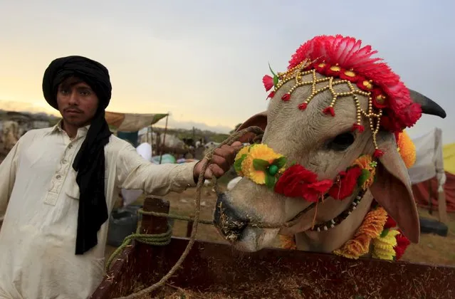 A man holds a sacrificial bull decorated for sale at the animal market on the outskirts of Islamabad, Pakistan, September 22, 2015. (Photo by Faisal Mahmood/Reuters)