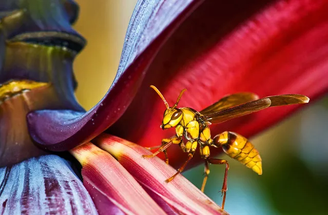 “A huge wasp measuring 2.5 inches in length, visiting the banana tree in my front yard”. (Photo and comment by John Matzick, USA/2013 Sony World Photography Awards
