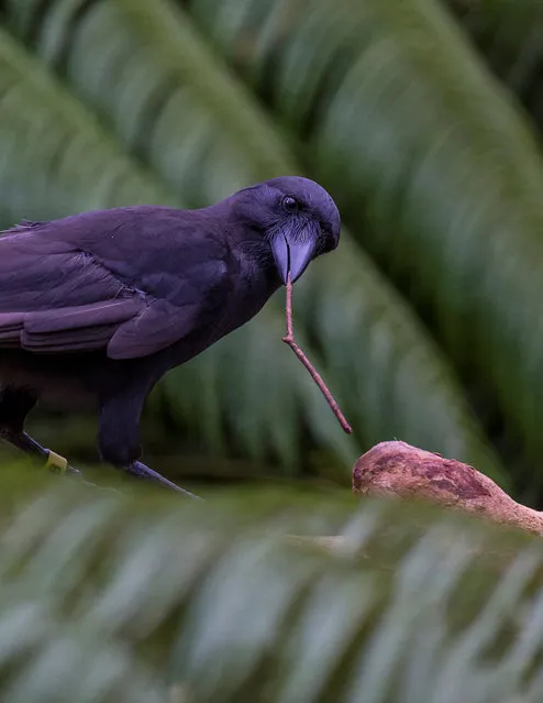 A captive Hawaiian crow using a stick tool to extract food from a wooden log is shown in this image released on September 14, 2016. (Photo by Courtesy Ken Bohn/Reuters/San Diego Zoo Global)