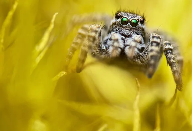 A female jumping spider photographed on scorching hot rocks on Mjältön, Sweden. (Photo by Gustave Parenmark/Close Up Photographer of the Year)