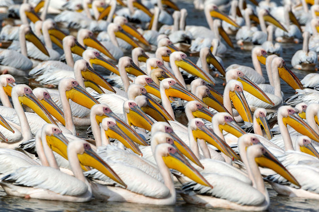 Great white pelicans swim at a water reservoir in the Emek Hefer valley, north of Tel Aviv, on November 27, 2020. An estimated 50,000 pelicans stop off in Israel during their annual migration from the Balkans to Africa, where they enjoy a mild winter before returning to Europe. They rest and feed for weeks, causing chaos for fish farmers, whose outdoor commercial pools and reservoirs provide rich pickings. Farmers have tried to deter them with loudspeakers, laser beams and by firing blank rounds from rifles. In their desperation, they have come up with another way: offering the birds a free lunch. (Photo by Menahem Kahana/AFP Photo)
