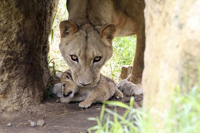 A female lion, Lemon, picks up one of her three cubs at the Cali Zoo February 11 2013. Lemon gave birth to three clubs in captivity at the Zoo on January 18, 2013. (Photo by Jaime Saldarriaga/Reuters)
