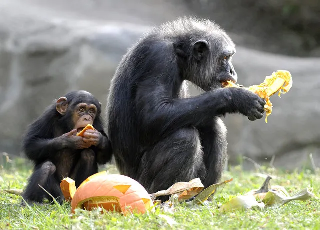 Chimps share a pumpkin during Smashing Pumpkins at the Detroit Zoo, Wednesday, October 14, 2015, in Royal Oak, Mich. The event is part of the zoo's "comprehensive program of ensuring environments for animals that are ever changing and appropriately complex", according to zoo officials. (Photo by Todd McInturf/The Detroit News via AP Photo)