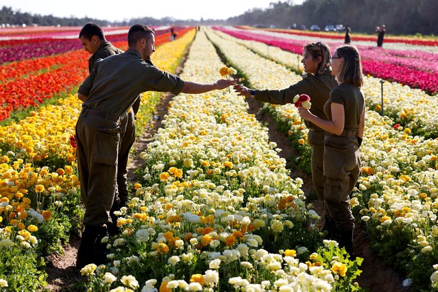People pick buttercup flowers in a field near the Israel-Gaza border, in southern Israel on April 14, 2025. (Photo by Amir Cohen/Reuters)