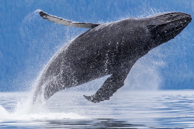A humpback whale breaches, drenching a boat full of tourists off the coast of southwest Alaska in the last decade of July 2025. (Photo by Laura Lyn Gregory/Animal News Agency)