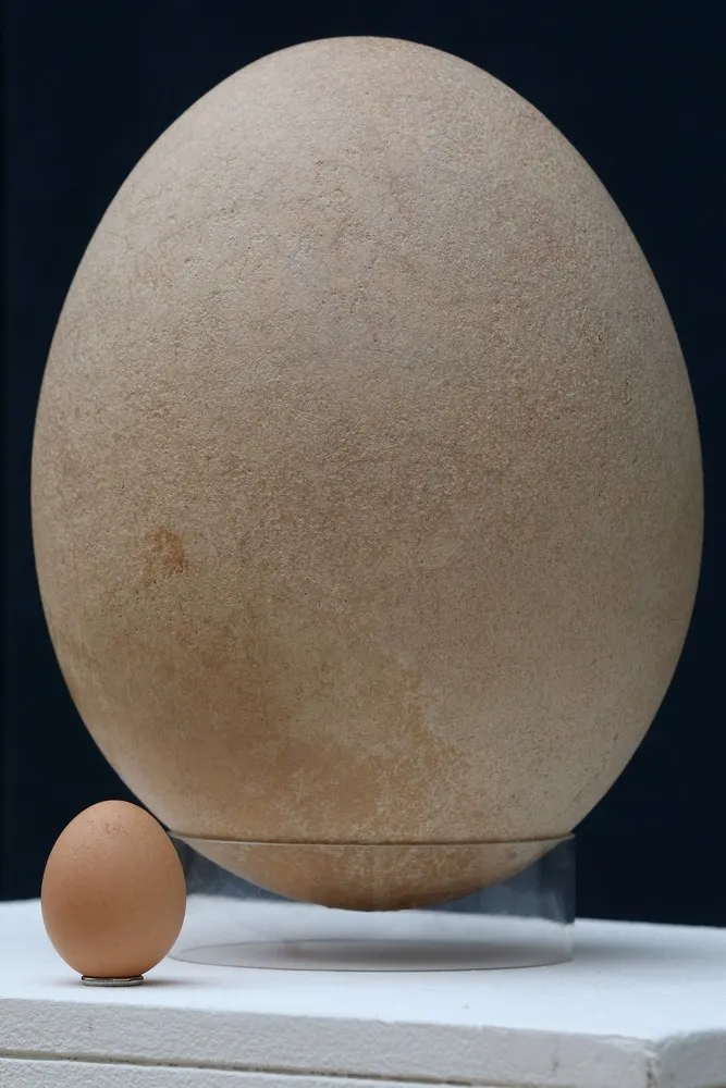 A Rare and Completely Fossilised Elephant Bird Egg is Displayed Ahead of Auction at Christie's
