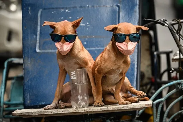 Pet dogs wearing sunglasses and face mask on board a tricycle are pictured in Chinatown district of Manila on January 20, 2023, ahead of the Lunar New Year of the Rabbit which falls on January 22. (Photo by Ted Aljibe/AFP Photo)