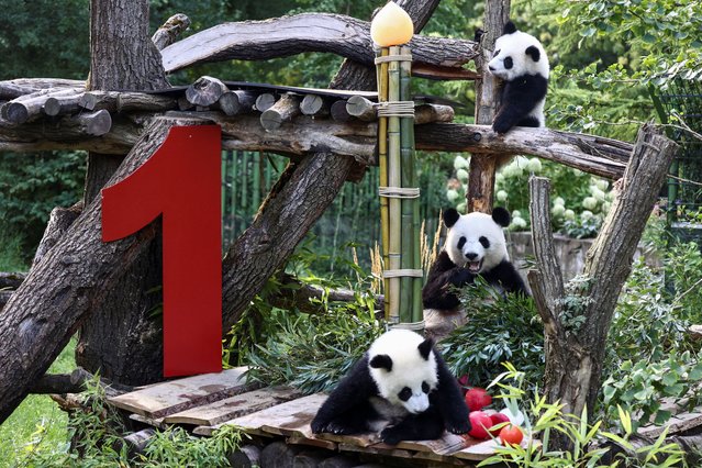 Female giant panda twins Leni and Lotti and their mother Meng Meng gather next to a cutout of the number one, on the day Leni and Lotti turn one year old, at Zoo Berlin, in Berlin, Germany, on August 22, 2025. (Photo by Liesa Johannssen/Reuters)