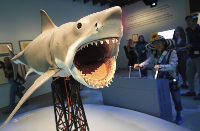 An interactive scale replica based on the shark from the 1975 film “Jaws” is controlled by a visitor during the “Jaws: The Exhibition” press preview on Wednesday, September 10, 2025, at the Academy Museum of Motion Pictures in Los Angeles. (Photo by Chris Pizzello/AP Photo)
