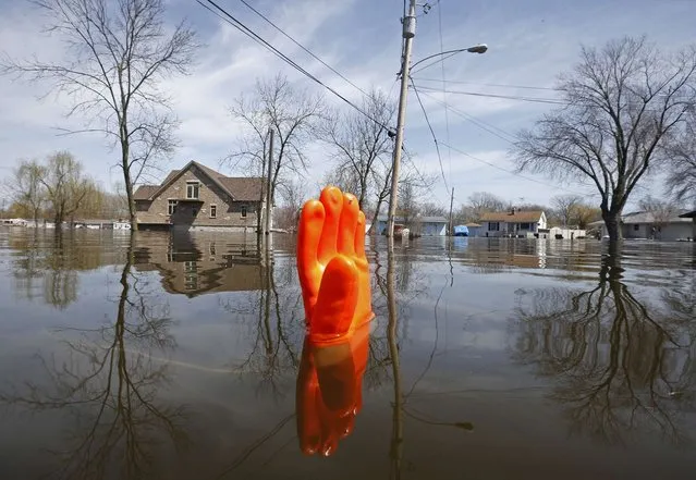 A rubber glove being used as a marker bobs in the water after flooding in Fox Lake, Illinois April 22, 2013. The Fox River is expected to crest after heavy rains brought flooding to the area last week. (Photo by Jim Young/Reuters)