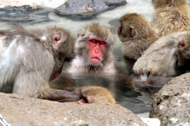 Japanese macaques enjoy an outdoor bath at the Fukuoka municipal zoo and botanical garden in Fukuoka, Japan on February 13, 2018. (Photo by The Asahi Shimbun)