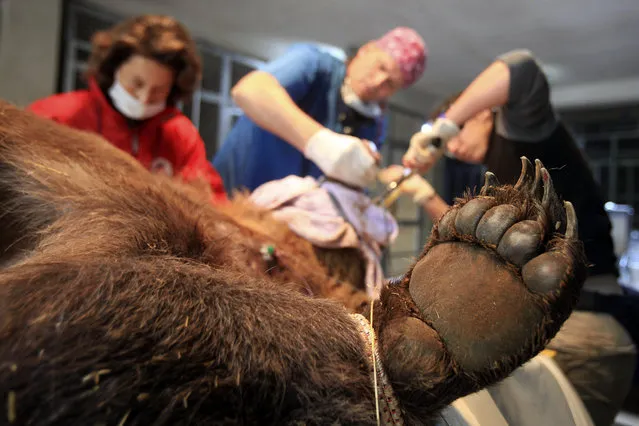 Foreign veterinarians and local staff carry out a check-up on a brown bear at the Four Paws Bear Sanctuary in Pristina, Kosovo May 2, 2014. (Photo by Hazir Reka/Reuters)