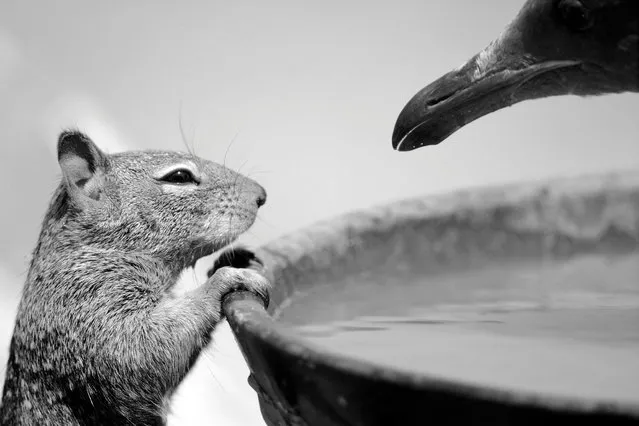 To drink or not by Carlos Perez Naval (Spain). Finalist, 10 Years and Under. A California ground squirrel is fended off from a water dish by a gull on the beach at Morro Bay in California. (Photo by Carlos Perez Naval/Wildlife Photographer of the Year 2015)