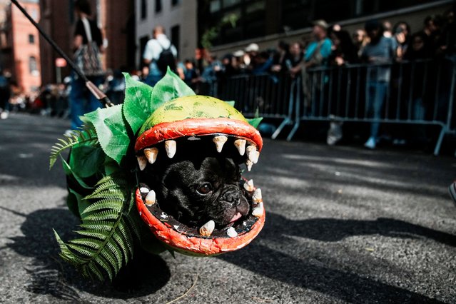 Halvor, a French bulldog in costume as Audrey 2, from Little Shop of Horrors, attends the Annual Tompkins Square Halloween Dog Parade in New York City, U.S., October 19, 2025. (Photo by Eduardo Munoz/Reuters)