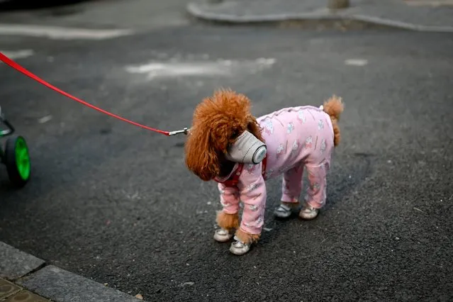 A dog wears a mask over its mouth on a street in Beijing on February 13, 2020. The number of deaths and new cases from China's COVID-19 coronavirus outbreak spiked dramatically on February 13 after authorities changed the way they count infections in a move that will likely fuel speculation that the severity of the outbreak has been under-reported. (Photo by Wang Zhao/AFP Photo)