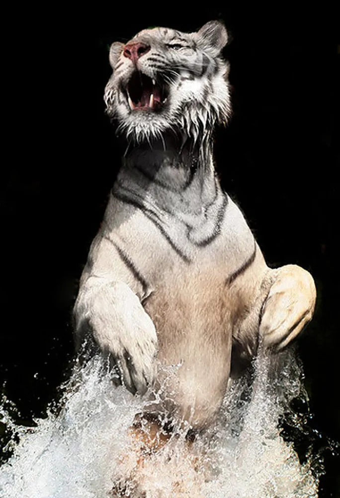 A White Bengal Tiger by Birte Person