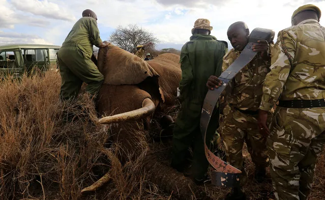 Kenya Wildlife Service (KWS) and the International Fund for Animal Welfare (IFAW) fit an elephant with an advanced satellite radio tracking collar to monitor their movement and control human-wildlife conflict near Mt. Kilimanjaro at the Amboseli National Park, in Kenya November 2, 2016. (Photo by Thomas Mukoya/Reuters)