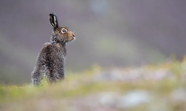 A mountain hare sits on a hillside after a rain shower in the Scottish Highlands. The Scottish parliament voted on Wednesday to give the species special protection under the Wildlife and Countryside Act, which will make it an offence to intentionally or recklessly kill or injure a mountain hare without a licence. (Photo by Karen Miller Photography/Alamy Stock Photo)