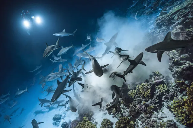 Laurent Ballesta’s images show the glimmering gray reef sharks hunting in swift packs, flying through the water and feasting on the likes of helpless grouper. (Photo by Laurent Ballesta/Caters News Agency)