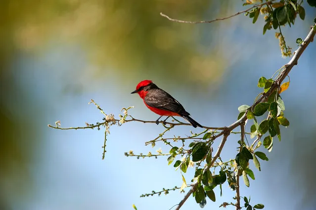 A male vermilion flycatcher perched in a tree in Jocotepec, Jalisco, Mexico. (Photo by Peter Llewellyn/Alamy Stock Photo)