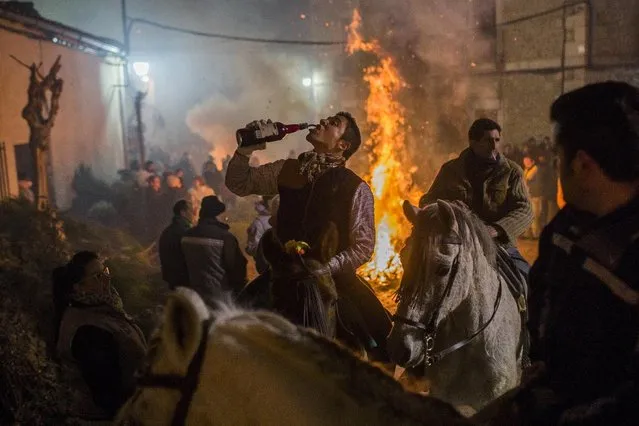 A horse rider drinks wine next to a bonfire during a ritual in honor of Saint Anthony the Abbot, the patron saint of domestic animals, in San Bartolome de Pinares, about 100 kilometers (62 miles) west of Madrid, Spain on Friday, January 16, 2015. On the eve of Saint Anthony's Day, hundreds ride their horses through the narrow cobblestone streets of the small village of San Bartolome during the “Luminarias”. (Photo by Andres Kudacki/AP Photo)