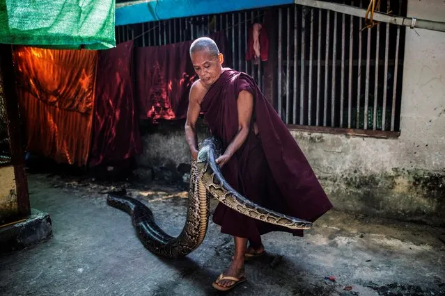 A Buddhist monk holds a Burmese python at a monastery that has turned into a snake sanctuary on the outskirts of Yangon, Myanmar, November 26, 2020.  The Southeast Asian country has become a global hub in the illegal wildlife trade with snakes often smuggled to neighboring countries like China and Thailand, according to conservationists. (Photo by Shwe Paw Mya Tin/Reuters)