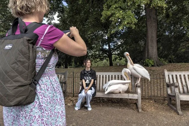 Pelicans pose for a snap in St James’s Park in London in the last decade of June 2023. (Photo by Jack Hill/The Times)