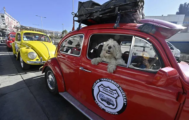 A dog looks out of the passenger window of a Volkswagen Beetle as owners take part in a parade to celebrate the Worldwide VW Beetle Day, in La Paz, on June 24, 2023, two days after the official celebration date on June 22. (Photo by Aizar Raldes/AFP Photo)