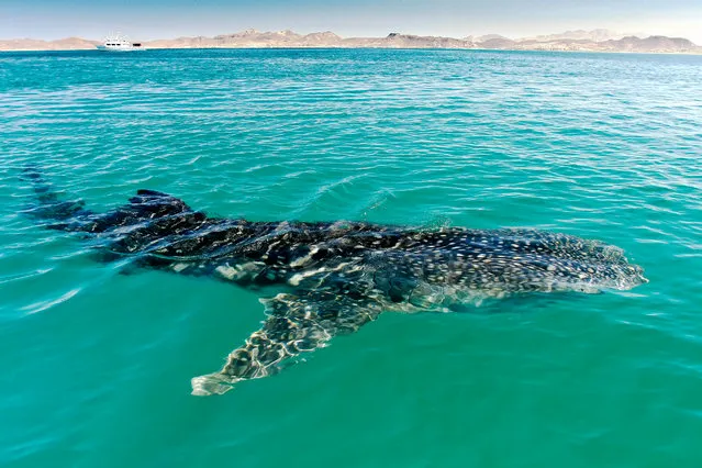 “Spotted whale sharks are visible through the water in the Sea of Cortez, Mexico. Some of our group swam alongside them but I watched from the panga (boat), and seeing them from above showed just how large and powerful these creatures are”. (Photo by Claire Waring/The Guardian)