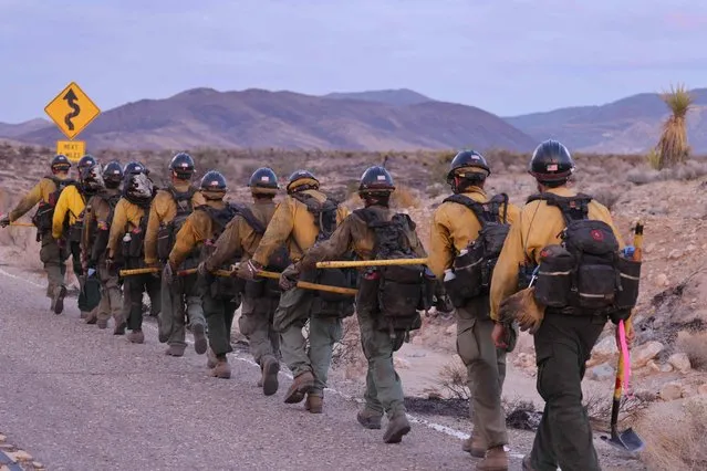 Crane Valley Hotshots walk alongside the road as they set a back fire while the York Fire burns in the Mojave National Preserve on July 30, 2023. The York Fire has burned over 70,000 acres, including Joshua trees and yucca in the Mojave National Preserve, and has crossed the state line from California into Nevada. (Photo by David Swanson/AFP Photo)